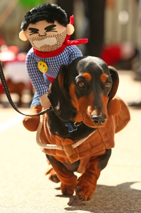 MELBOURNE, AUSTRALIA - SEPTEMBER 19: A mini dachshund competes in the Hophaus Southgate Inaugural Best Dressed Dachshund competition on September 19, 2015 in Melbourne, Australia. 30 mini dachshunds, 6 standard dachshunds and 18 dachshund puppies all competed for first place and for Best Dressed Dachshund during the annual Oktoberfest celebration. (Photo by Scott Barbour/Getty Images)